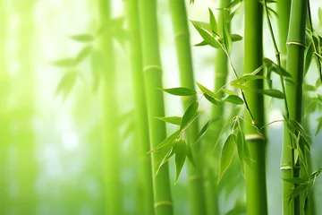  Bamboo forest with green leaves on blurred background,  Nature background © Cuong