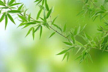 Bamboo leaves on green background, with copy space for text