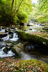 Naklejka na ściany i meble Autumn Leaves in Serene Woodland Stream, Smoky Mountains