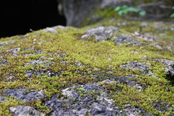 Moss closeup,green moss background texture beautiful in nature