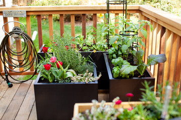 Black metal planter boxes look great on a wooden deck or patio. Growing flowers, herbs and vegetables can be done right out your back door! - obrazy, fototapety, plakaty