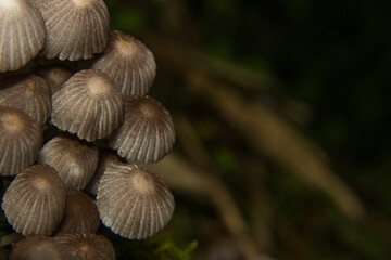 grouping of fairy inkcap in the forest