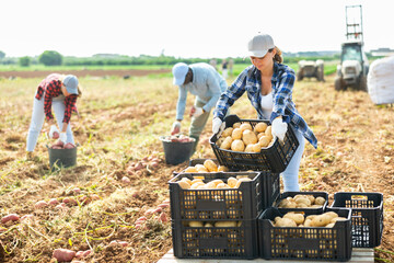 Positive female farmer arranging in stack plastic boxes with potatoes on farm field during seasonal...