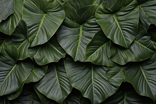 Tropical leaves background, top view,  Exotic green leaf texture