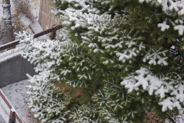 
It's a pine tree covered in snow.