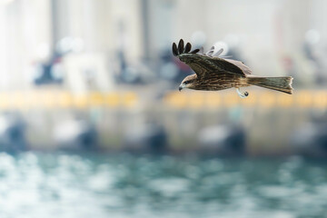 Milvus migrans, Keelung city Taiwan