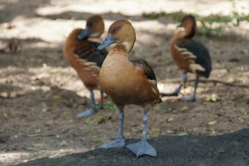 Closeup of a beautiful Fulvous whistling duck