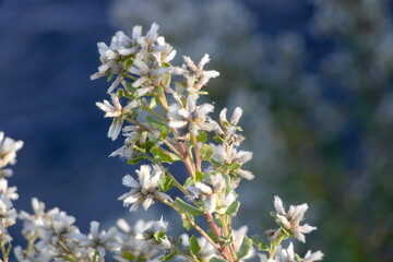 Coyote Bush flowers blooming in the East Bay Hills near San Francisco, California