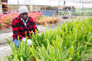 Focused African american farmer working in a greenhouse carefully examines the ferns