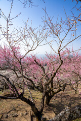 Fototapeta premium 筑波山の梅林