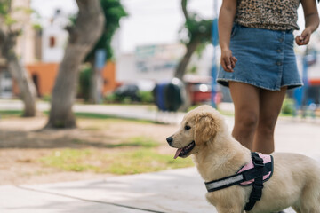 Curious puppy dog observing something on a park