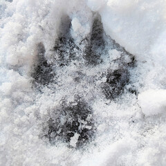 Close up of a dog paw print in the snow