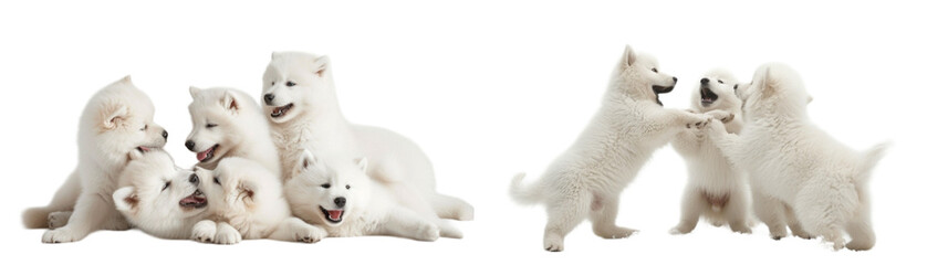Samoyed dogs family set in 3d png transparent wallpaper. Created using generative AI.