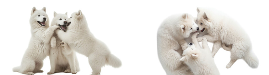 Friendly Samoyed dogs collection in 3d png transparent with no background. Created using generative AI - obrazy, fototapety, plakaty