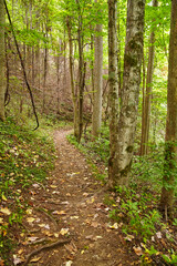 Serene Woodland Trail in Autumn, Smoky Mountains - Hiker's Perspective
