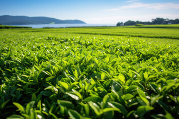 Tea Plantation at Chiang Rai Province, Thailand in a summer day