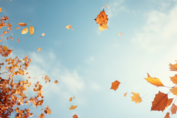 Fallen autumn leaves on blue sky background. Fall season concept