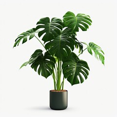 Exquisite Realistic Monstera Deliciosa: A Stunning Full-Grown Plant Cutout for Your Home Decor
