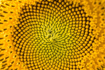 Closeup sunflower blooming in sunlight.Thailand.