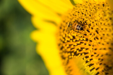 Honey bee pollinating sunflower plant. Close up Sunflowers and flying bee