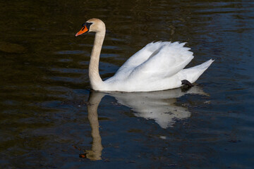 Swan on the water surface. Side view