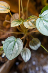 background beautiful nature leaf plant natural closeup garden spring flora leaves summer beauty green color macro 