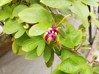 Passiflora, known also as the passion flowers or passion vines