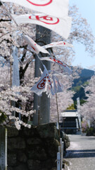 青空に映える桜と鳥居の和風景色