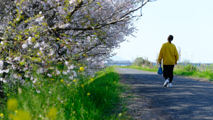 Obraz premium 満開の桜と春の訪れを感じる風景