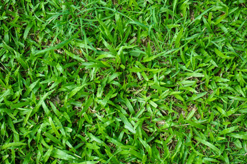Green grass texture for background