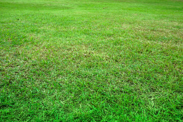 Green grass texture for background