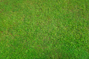 Obraz premium Green grass texture for background