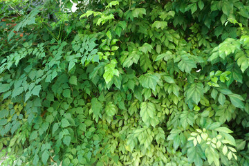 Green leaves wall background, background is beautiful leaves