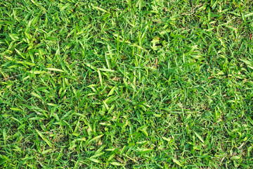 Green grass texture for background