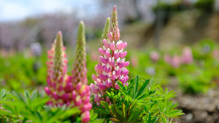 春光に輝く鮮やかなルピナスの花