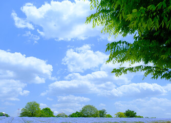 青いネモフィラの花が咲き誇る美しい風景