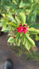 Red flower in the garden 