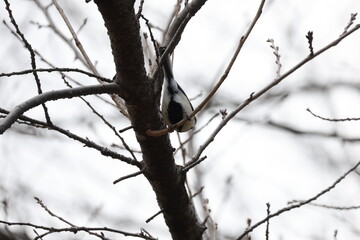 木の枝にとまるシジュウカラ