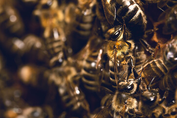Pszczoła miodna na plastrze, Pszczoła miodna w ulu, Pszczela rodzina, plaster pszczeli, pszczeli dom, pszczoły w ulu, apis mellifera w ulu.  - obrazy, fototapety, plakaty