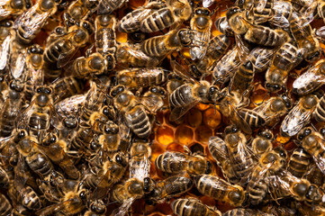 Pszczoła miodna na plastrze, Pszczoła miodna w ulu, Pszczela rodzina, plaster pszczeli, pszczeli dom, pszczoły w ulu, apis mellifera w ulu. 