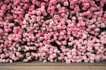 Pink rose wall with roses