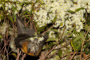 Australian Grey-headed Flying fox feeding on gum tree flower nectar © Ken Griffiths