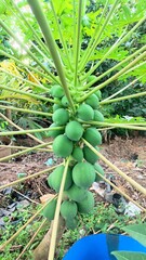 Obraz premium Green pappaya fruits in the garden 