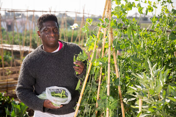 African farmer harvesting green peas at plantation on a sunny day