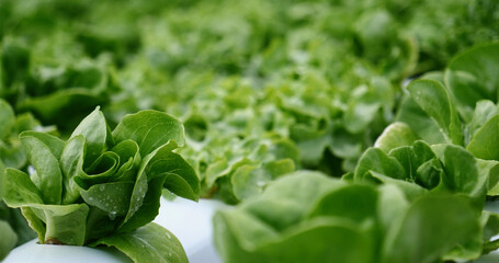 Close up fresh organic hydroponic vegetable plantation produce green salad hydroponic cultivate...