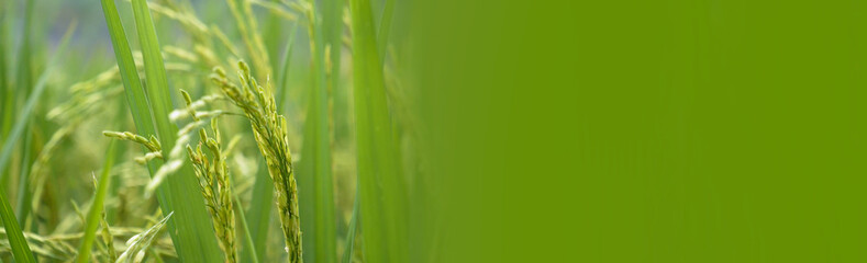 Banner Rice Field Green agriculture ecosystem Asian rice paddy field Vietnam green farm. Banner Harvest planting golden green rice terraces in organic farm tropical natural sunrise with copy space