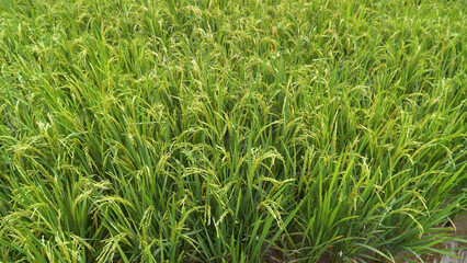 Obraz premium Rice Field Green agriculture ecosystem Asian rice paddy field Vietnam green farm. Harvest agriculture planting cultivation golden green rice terraces in organic farm with tropical natural sunrise.