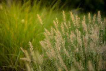 Grass field sunset Beautiful landscape with grasses meadow on sunlight. Countryside heaven amazing field scene grass meadow on sunbeam nature dawn. Sunset dawn landscape vibrant scenery horizontal