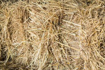 straw, dry straw, straw background texture.