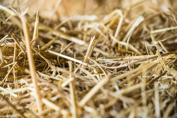 straw, dry straw, straw background texture.